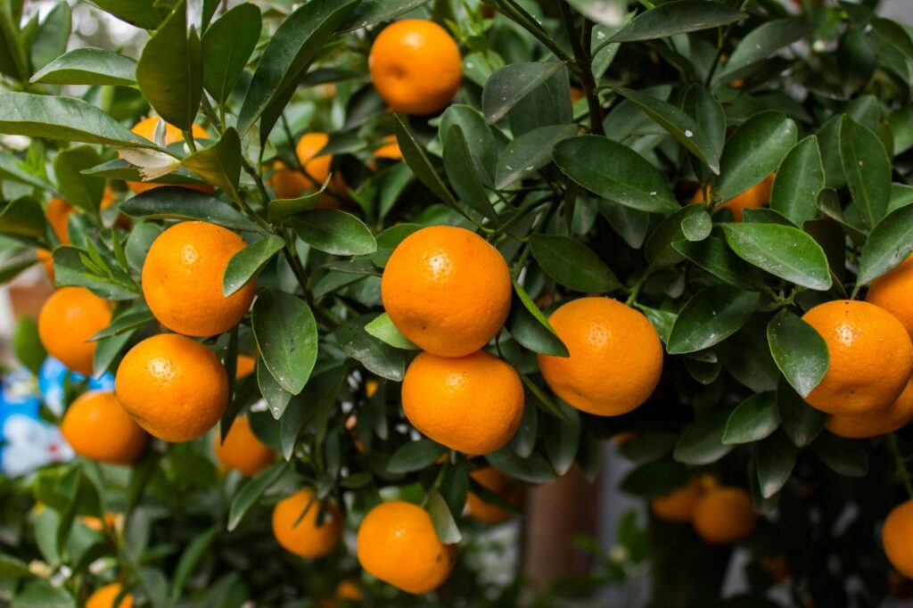 Tipos De Laranja Mais Comuns No Brasil E Mundo