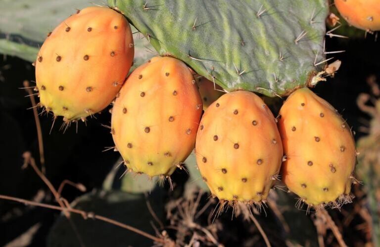 10 frutas espinhosas que parecem ter saído da ficção científica!