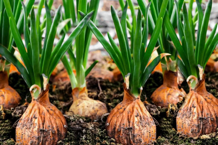 Como plantar cebola em casa